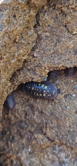 Armadillidium granulatum