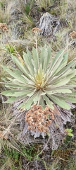 Espeletia corymbosa