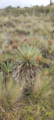 Espeletia corymbosa