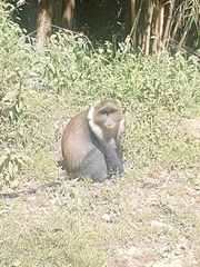 Cercopithecus mitis