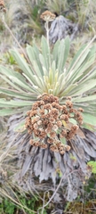 Espeletia corymbosa