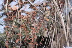 Lysimachia nummularia