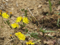 Hemaris affinis
