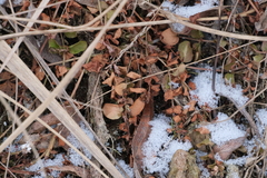 Lysimachia nummularia