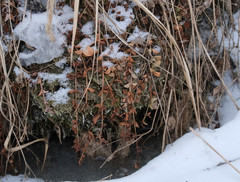 Lysimachia nummularia