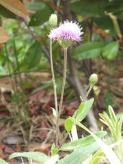 Cirsium arvense integrifolium