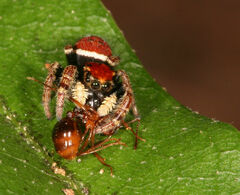 Phidippus whitmani