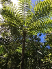 Sphaeropteris intermedia