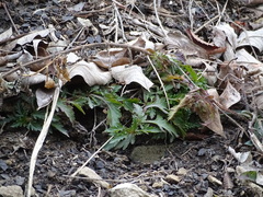 Glandularia canadensis