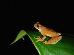 Dendropsophus ebraccatus