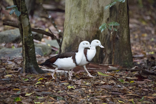 Radjah Shelduck (Radjah radjah)