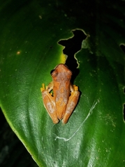 Dendropsophus ebraccatus