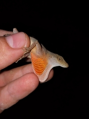 Anolis cupreus