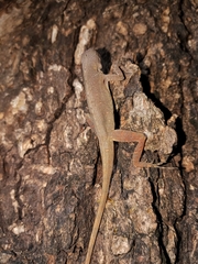 Anolis cupreus