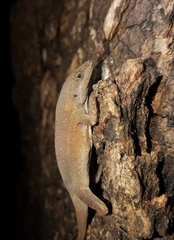 Anolis cupreus