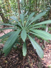Tapeinosperma gracile
