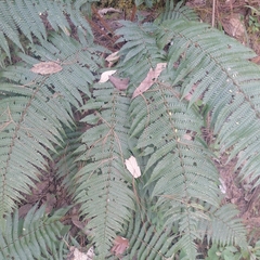 Dryopteris wallichiana