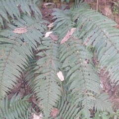 Dryopteris wallichiana