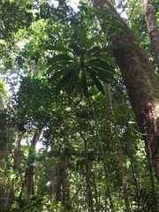 Tapeinosperma gracile