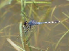 Erythrodiplax nigricans