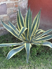 Agave desmettiana