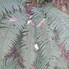 Dryopteris wallichiana