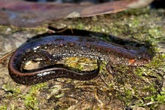Desmognathus valtos