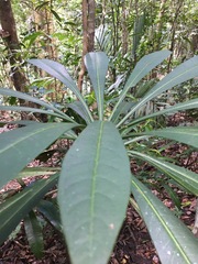 Tapeinosperma gracile