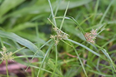 Cyperus odoratus