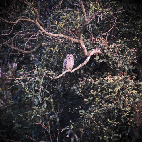 Mottled Wood Owl (Strix ocellata), photo 7