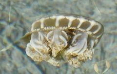 Cassiopea frondosa