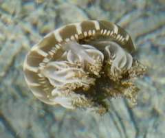 Cassiopea frondosa
