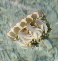 Cassiopea frondosa