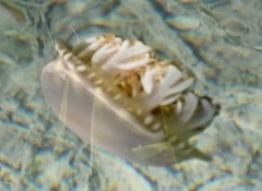 Cassiopea frondosa