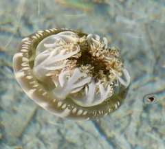 Cassiopea frondosa