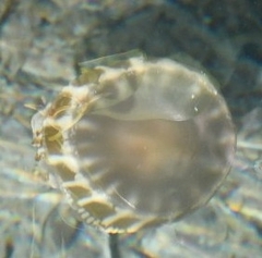 Cassiopea frondosa