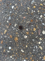 Liquidambar styraciflua