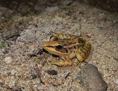 Lithobates forreri