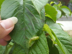 Tuberocephalus higansakurae