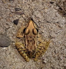 Lithobates forreri