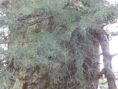 Abies spectabilis
