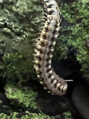 Nyssodesmus python