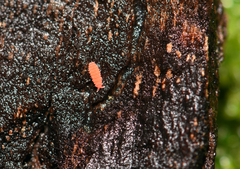 Bilobella