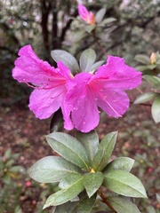 Rhododendron indicum