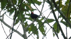 Ceratopipra mentalis