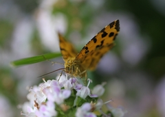 Pseudopanthera macularia