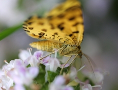 Pseudopanthera macularia