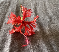 Hibiscus schizopetalus