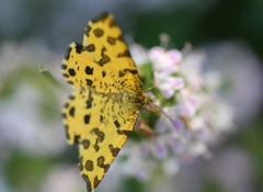 Pseudopanthera macularia