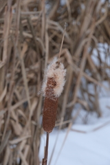 Typha latifolia